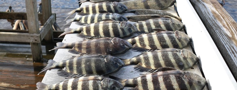 Another group of novice Convict hunters broken in right