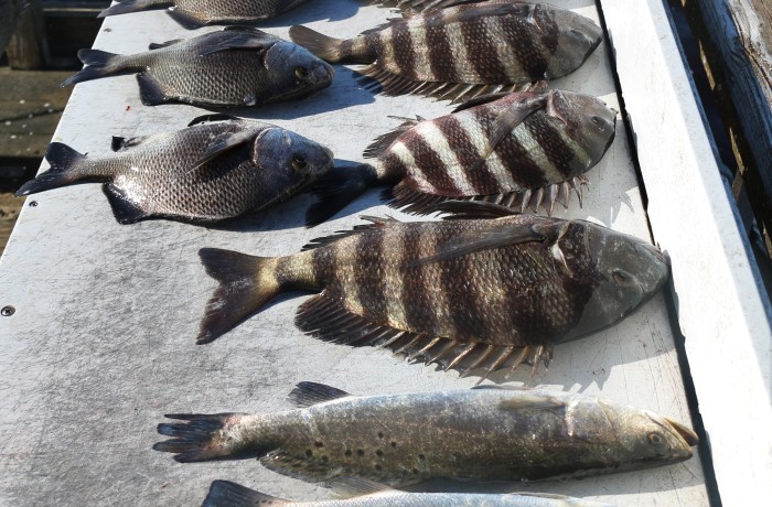 Inlet mixed bag