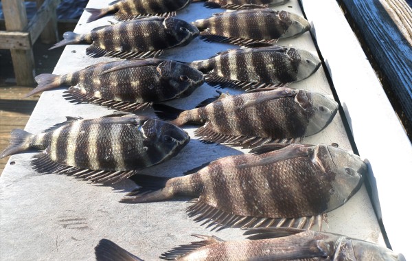 Another mess of Sheep to clean