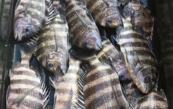 When your inshore catch looks like an offshore catch