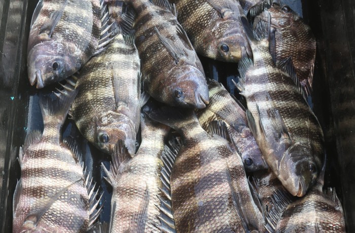 When your inshore catch looks like an offshore catch