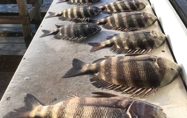 Another fillet knife ready to bite the dust