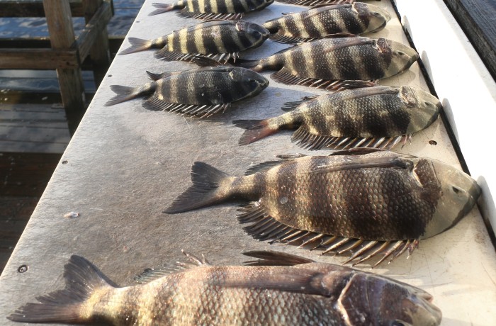 Another fillet knife ready to bite the dust