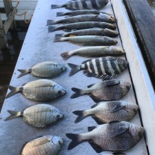 Another Mayport Inlet mixed bag