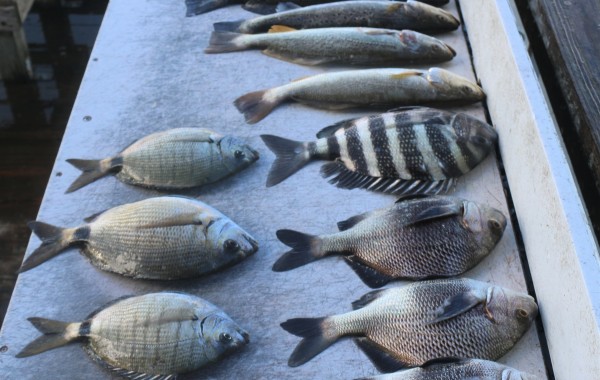 Another Mayport Inlet mixed bag