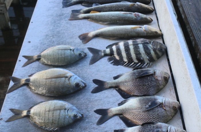 Another Mayport Inlet mixed bag