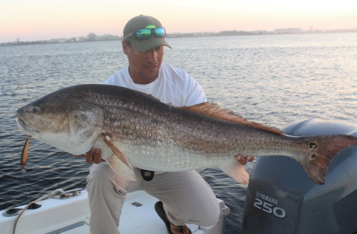 49 inch Bull that tied with the IGFA World Record “Length” catagory. Caught on a Rapala XRap