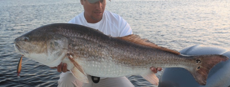49 inch Bull that tied with the IGFA World Record “Length” catagory. Caught on a Rapala XRap