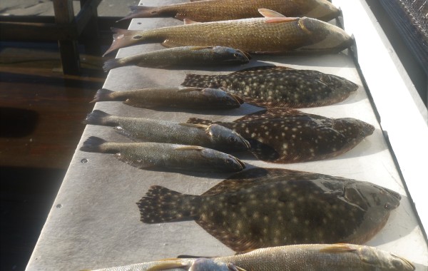 Here’s what a vessel limit of Redfish looks like