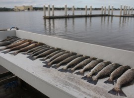 Fishing Slip Corks for Speckled Trout and Reds