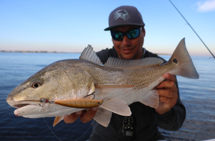 This fat River Pumpkin fell for the Rapala XRap “River Perch”