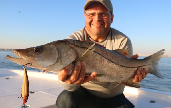 Javier with a rare gem, a 30 Inch Snook on a Rapala XRap in “Rusty Crawdad” pattern
