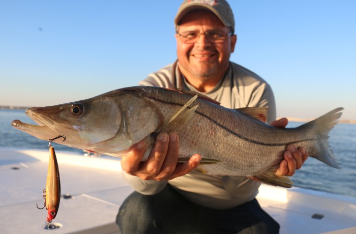Javier with a rare gem, a 30 Inch Snook on a Rapala XRap in “Rusty Crawdad” pattern