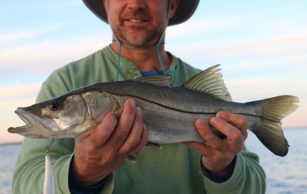 A very rare Northeast Florida Snook on a “Glass Ghost” pattern Rapala XRap